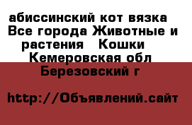 абиссинский кот вязка - Все города Животные и растения » Кошки   . Кемеровская обл.,Березовский г.